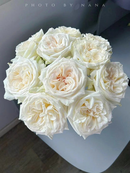 Rose  ‘ White O'Hara | 白荔枝 ’