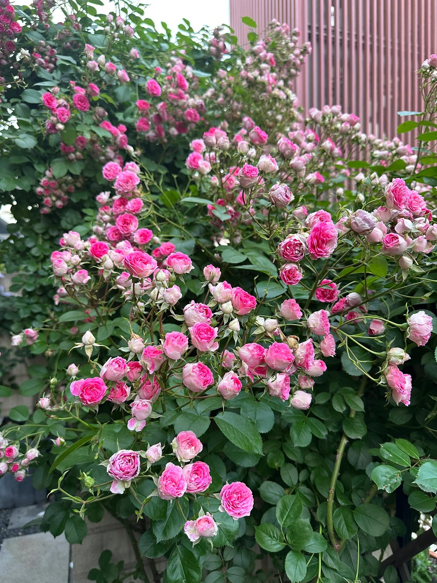 Climbing Rose  ' Rouge |ルージュ |  胭脂扣 ' - Award-winning