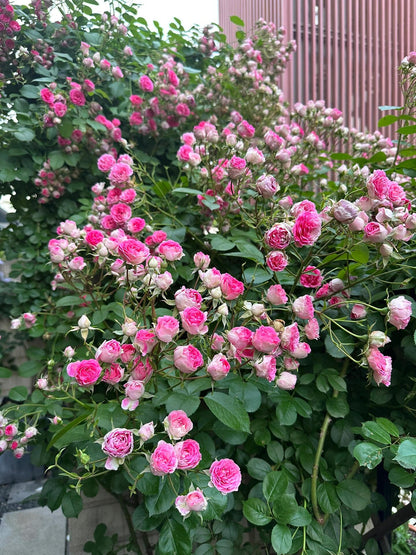 Climbing Rose  ' Rouge |ルージュ |  胭脂扣 ' - Award-winning