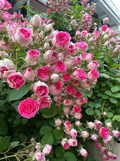 Climbing Rose  ' Rouge |ルージュ |  胭脂扣 ' - Award-winning