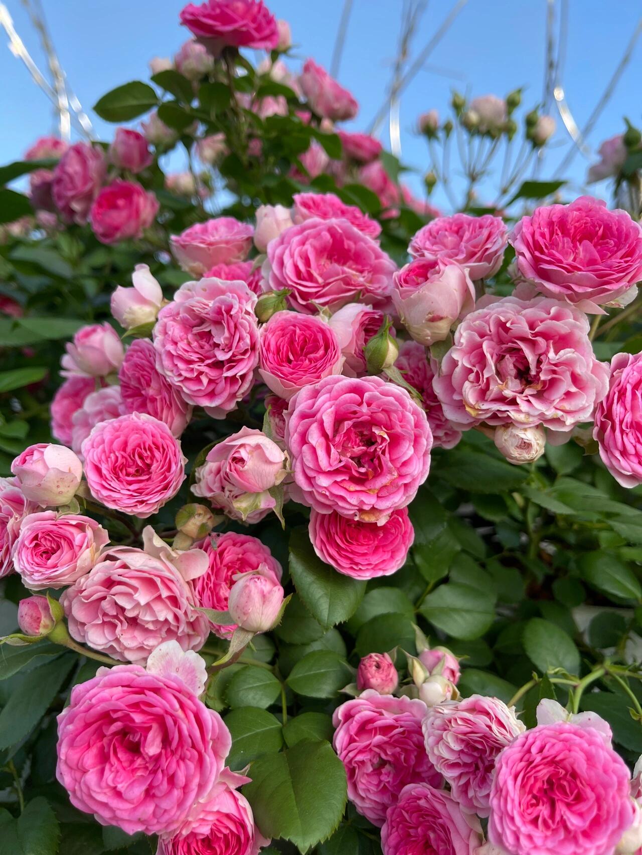 Climbing Rose  ' Rouge |ルージュ |  胭脂扣 ' - Award-winning