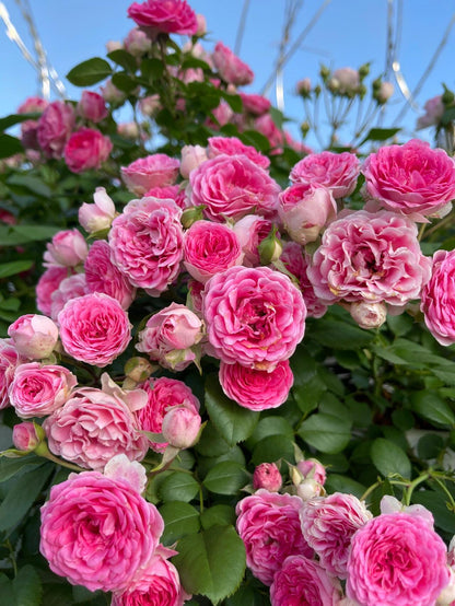 Climbing Rose  ' Rouge |ルージュ |  胭脂扣 ' - Award-winning