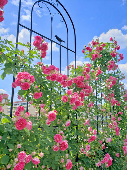 Climbing Rose  ' Rouge |ルージュ |  胭脂扣 ' - Award-winning