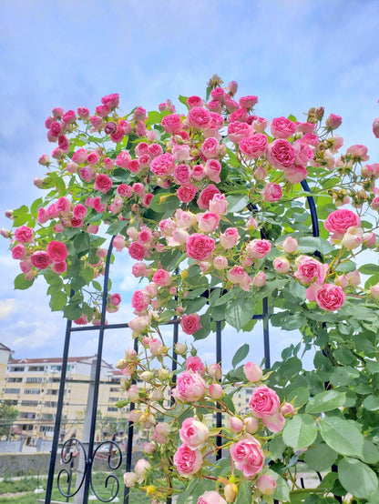 Climbing Rose  ' Rouge |ルージュ |  胭脂扣 ' - Award-winning