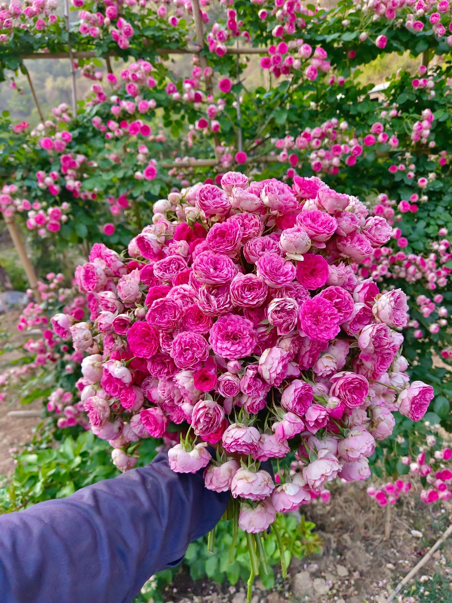 Climbing Rose  ' Rouge |ルージュ |  胭脂扣 ' - Award-winning