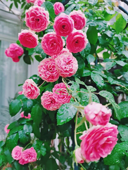 Climbing Rose  ' Rouge |ルージュ |  胭脂扣 ' - Award-winning