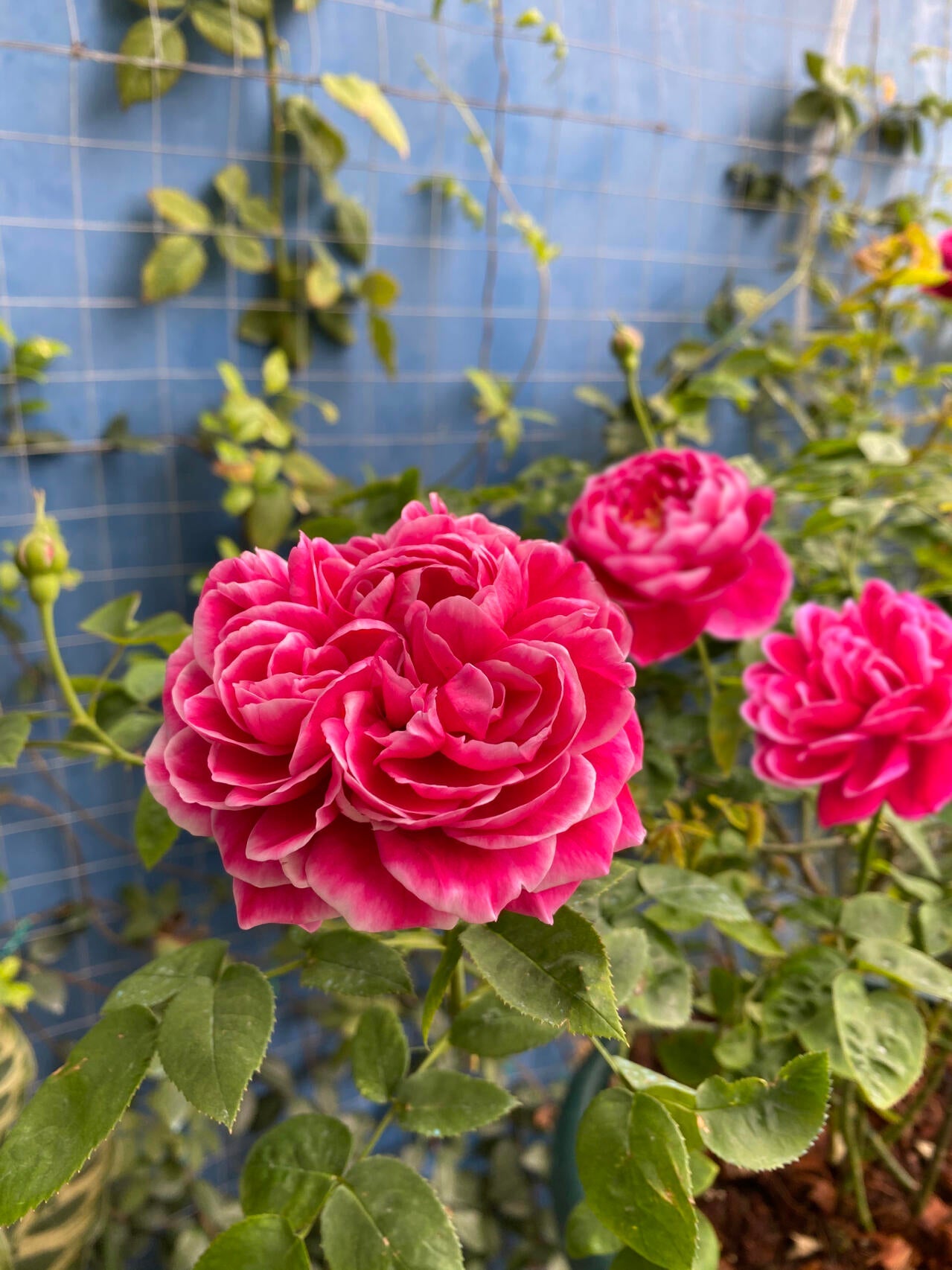 Rare Rose  ‘ Marie Rose｜マリーローズ | 玛丽 ’