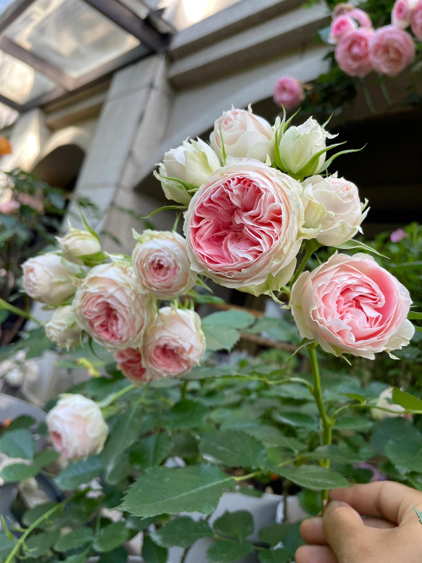 Rose  ‘Pompon Veranda |ポーチフルムーンローズ  | 门廊绒球 ’