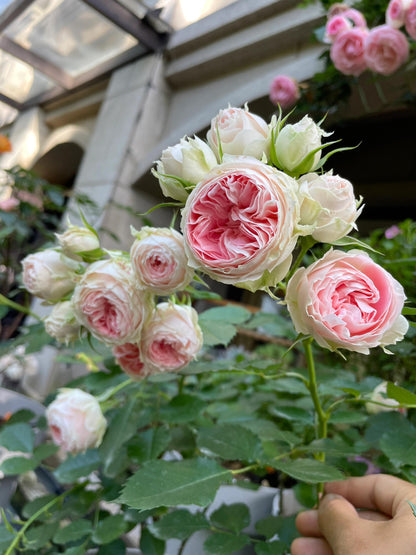 Rose  ‘Pompon Veranda |ポーチフルムーンローズ  | 门廊绒球 ’