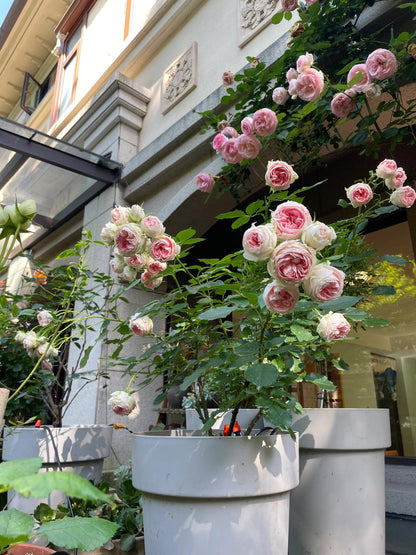 Rose  ‘Pompon Veranda |ポーチフルムーンローズ  | 门廊绒球 ’