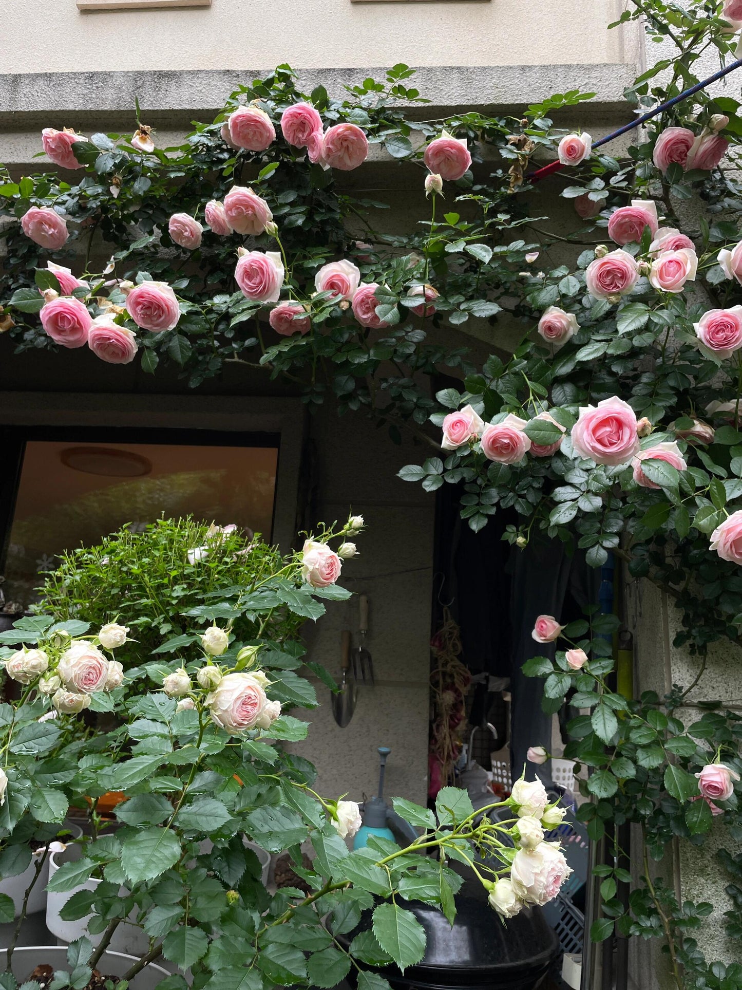 Rose  ‘Pompon Veranda |ポーチフルムーンローズ  | 门廊绒球 ’