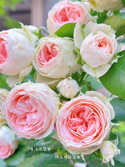 Rose  ‘Pompon Veranda |ポーチフルムーンローズ  | 门廊绒球 ’