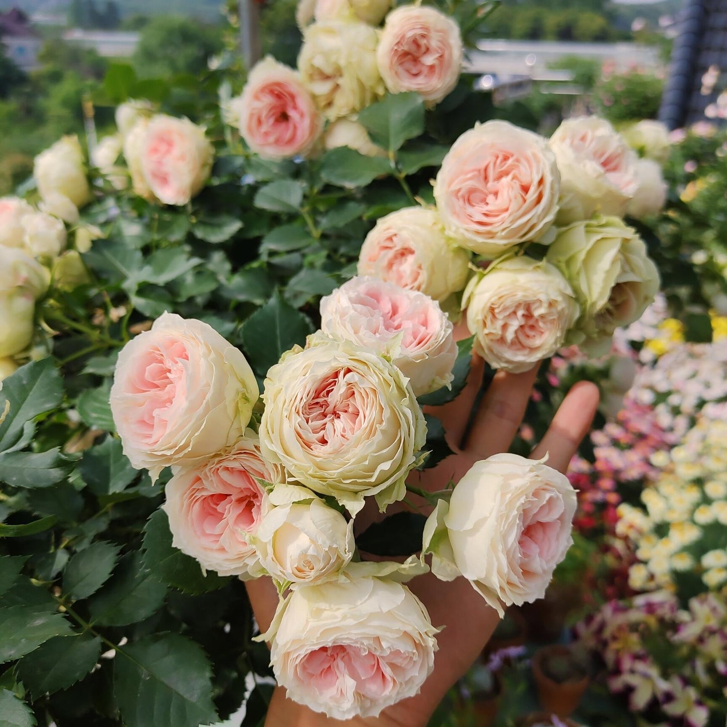 Rose  ‘Pompon Veranda |ポーチフルムーンローズ  | 门廊绒球 ’