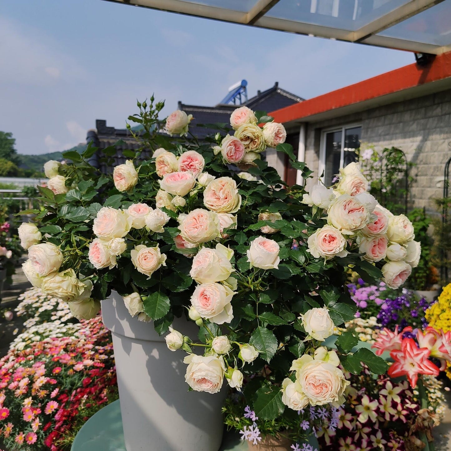 Rose  ‘Pompon Veranda |ポーチフルムーンローズ  | 门廊绒球 ’
