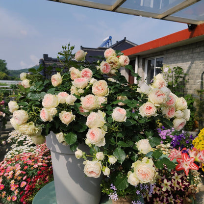 Rose  ‘Pompon Veranda |ポーチフルムーンローズ  | 门廊绒球 ’
