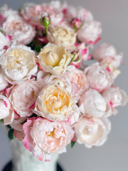 Rose ’ Princess Suki | シャンスポム | 苏琪公主 ‘