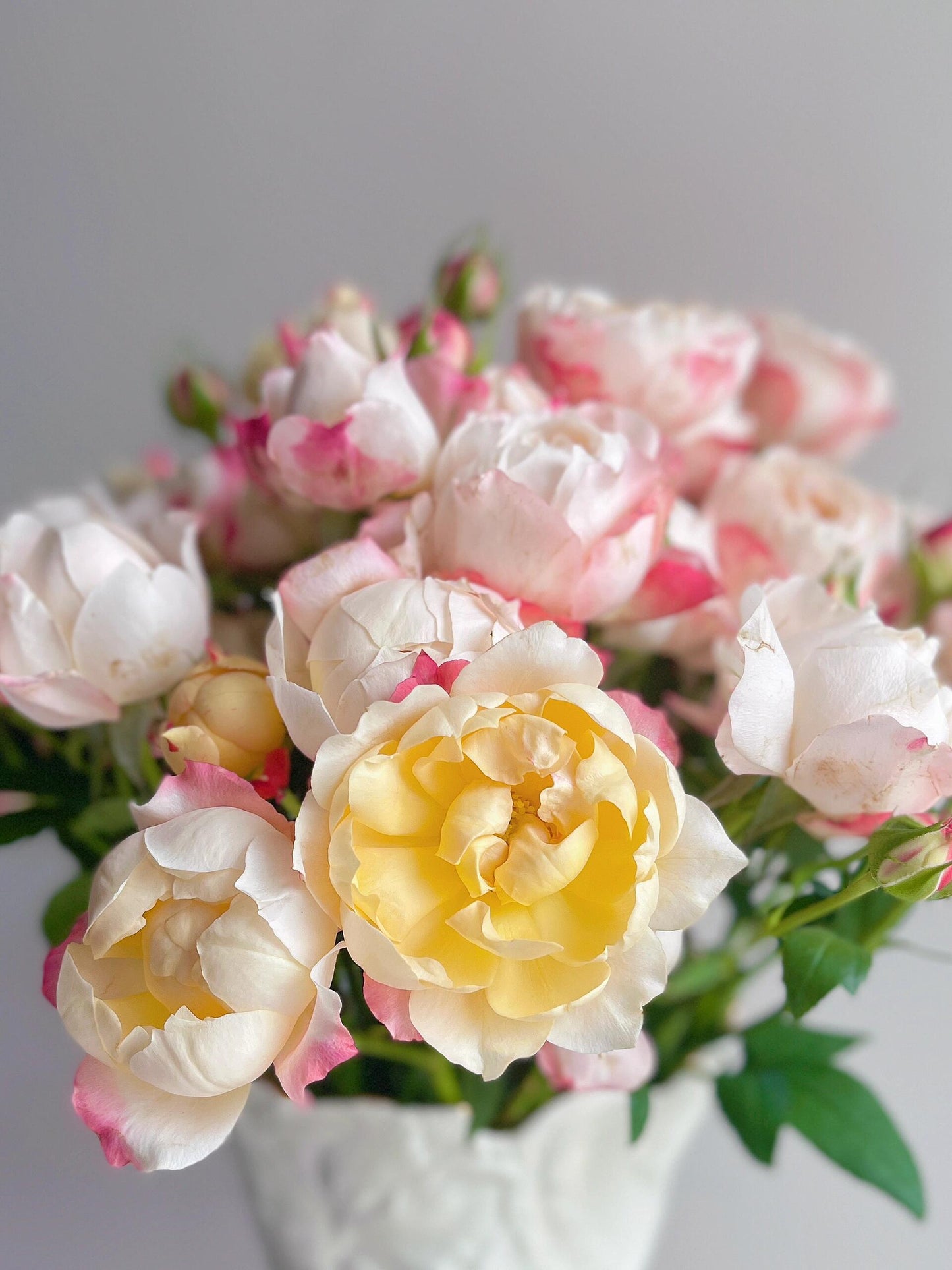 Rose ’ Princess Suki | シャンスポム | 苏琪公主 ‘