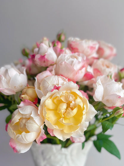 Rose ’ Princess Suki | シャンスポム | 苏琪公主 ‘