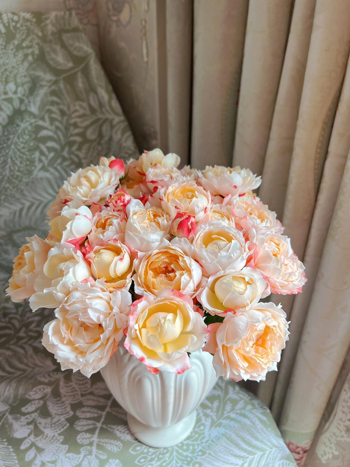 Rose ’ Princess Suki | シャンスポム | 苏琪公主 ‘