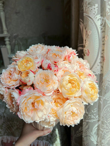 Rose ’ Princess Suki | シャンスポム | 苏琪公主 ‘