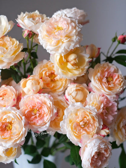 Rose ’ Princess Suki | シャンスポム | 苏琪公主 ‘