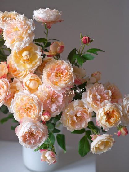Rose ’ Princess Suki | シャンスポム | 苏琪公主 ‘