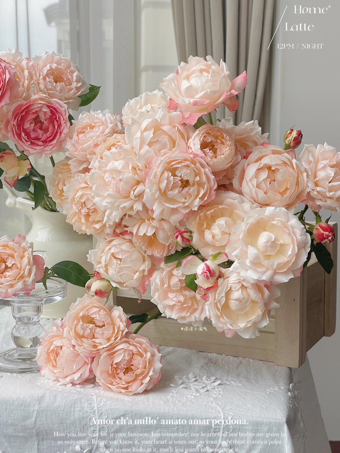 Rose ’ Princess Suki | シャンスポム | 苏琪公主 ‘