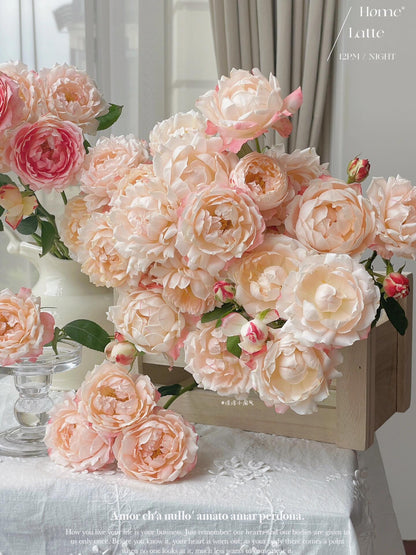 Rose ’ Princess Suki | シャンスポム | 苏琪公主 ‘