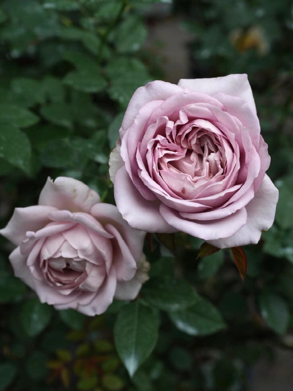 Rosa  ’Sharitetowa | シャリテトワ | 慈善 ‘