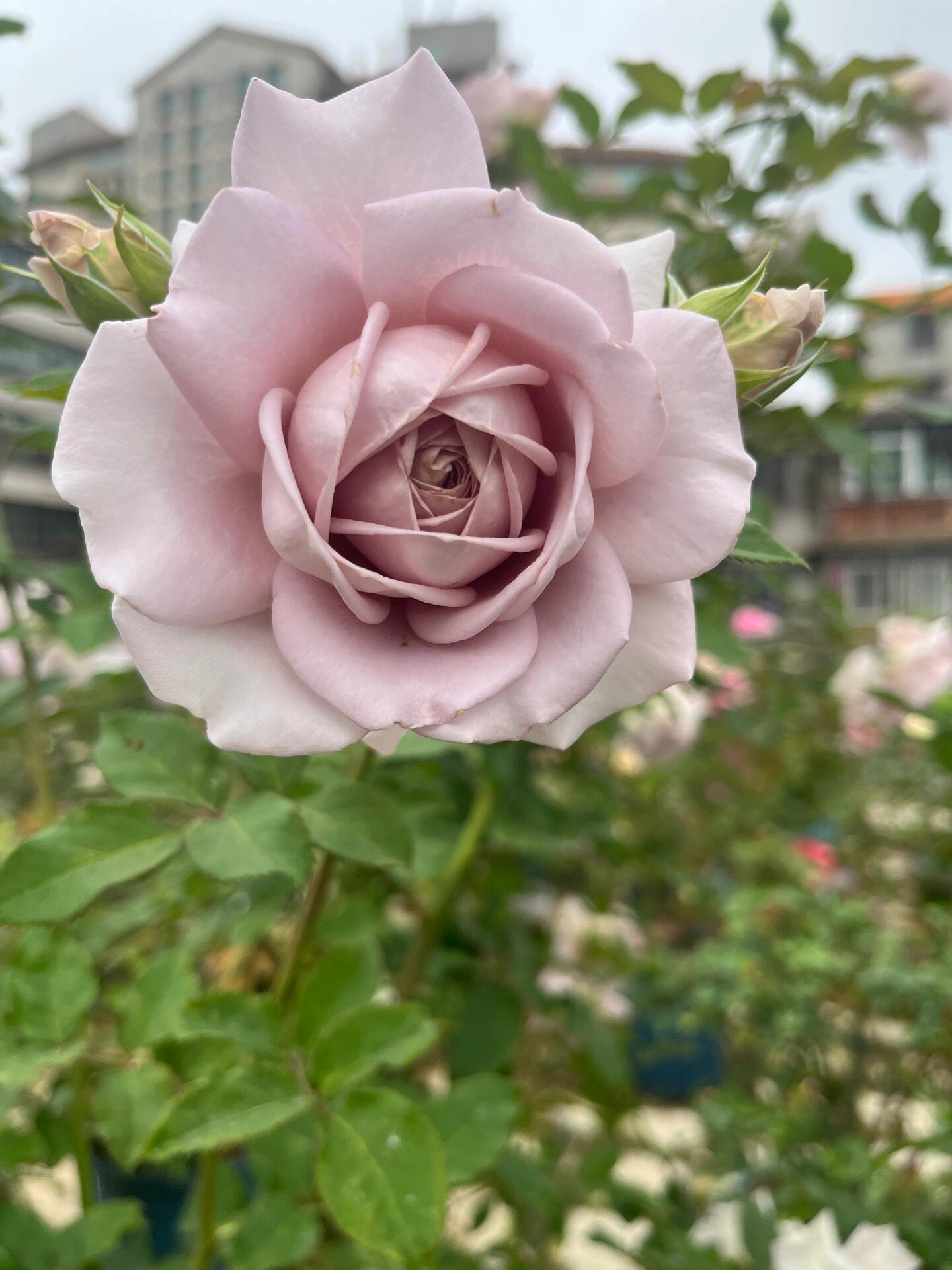Rosa 'Sharitetowa | シャリテトワ | 慈善 ' – Kisaki Plant