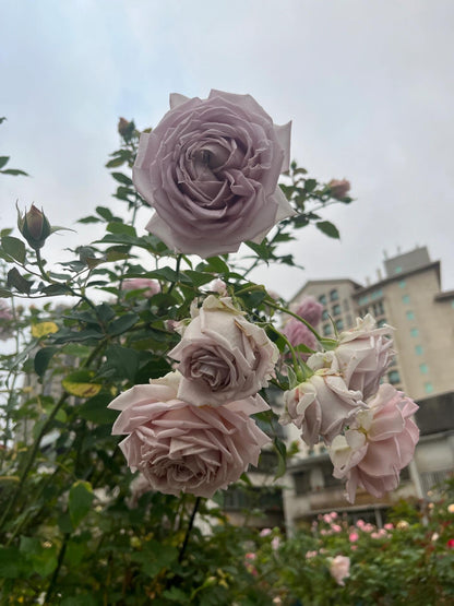 Rosa  ’Sharitetowa | シャリテトワ | 慈善 ‘