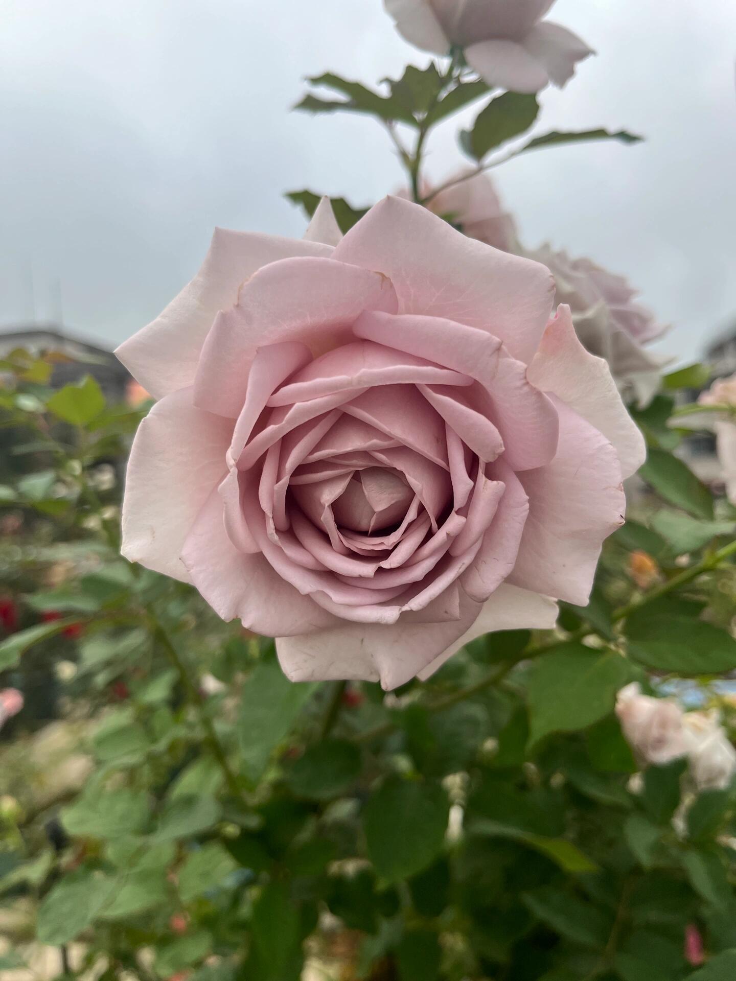 Rosa 'Sharitetowa | シャリテトワ | 慈善 ' – Kisaki Plant