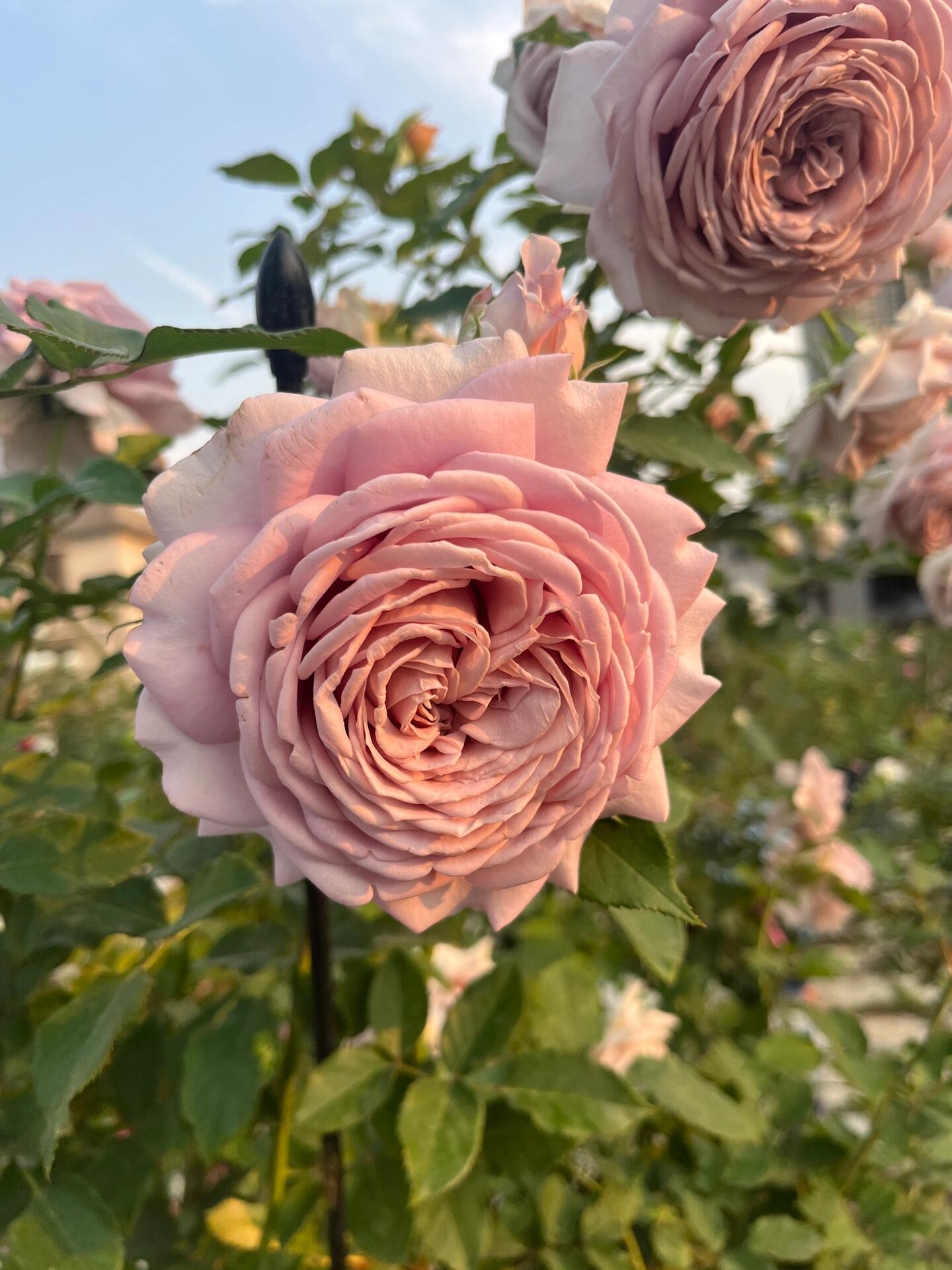 Rosa  ’Sharitetowa | シャリテトワ | 慈善 ‘