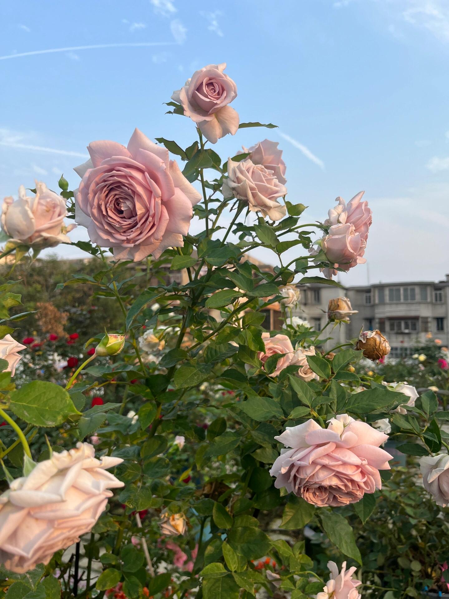 Rosa  ’Sharitetowa | シャリテトワ | 慈善 ‘