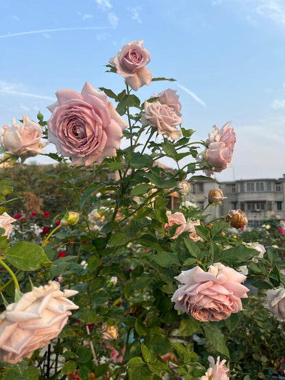 Rosa  ’Sharitetowa | シャリテトワ | 慈善 ‘