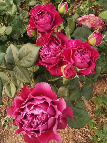 Rose  ' Precious Moments ｜珍贵时刻 '