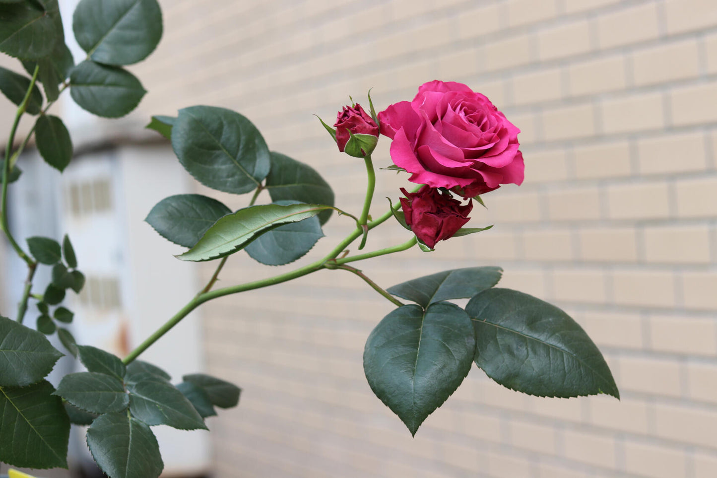 Rose  ' Precious Moments ｜珍贵时刻 '