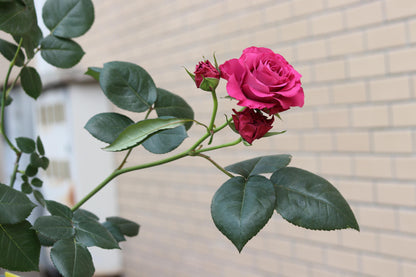 Rose  ' Precious Moments ｜珍贵时刻 '
