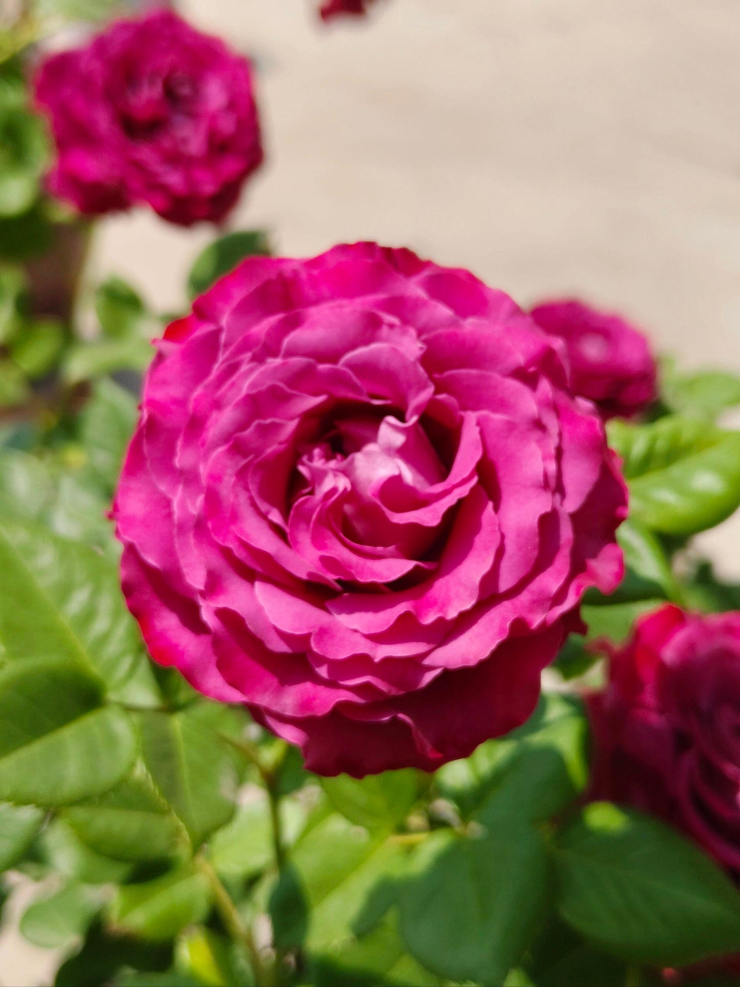 Rose  ' Precious Moments ｜珍贵时刻 '