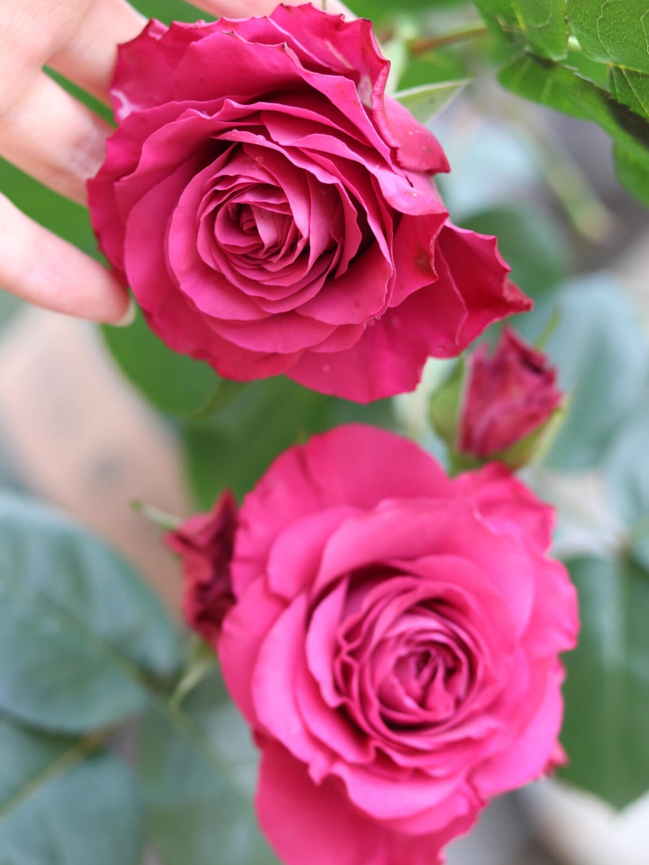 Rose  ' Precious Moments ｜珍贵时刻 '