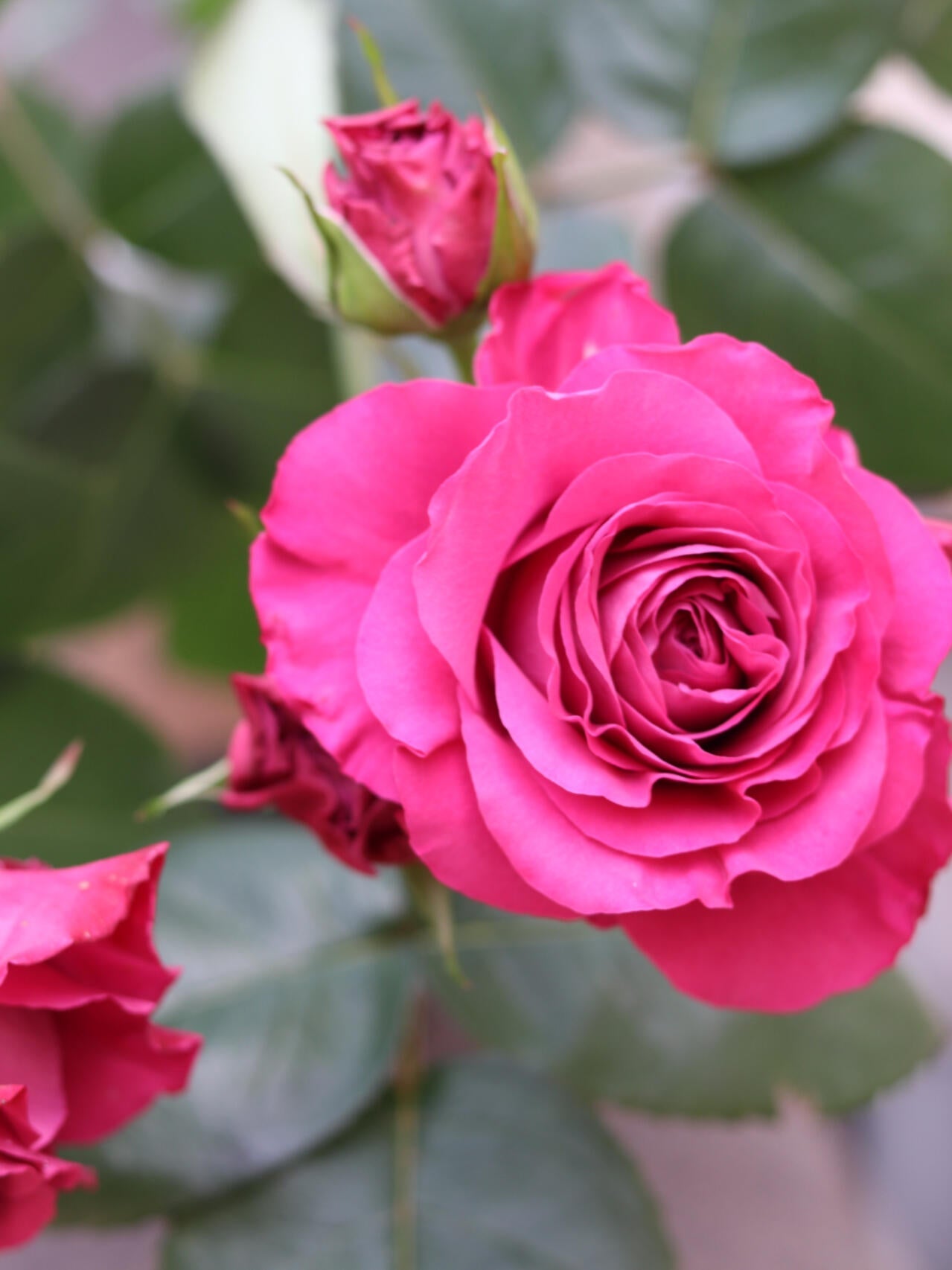 Rose  ' Precious Moments ｜珍贵时刻 '