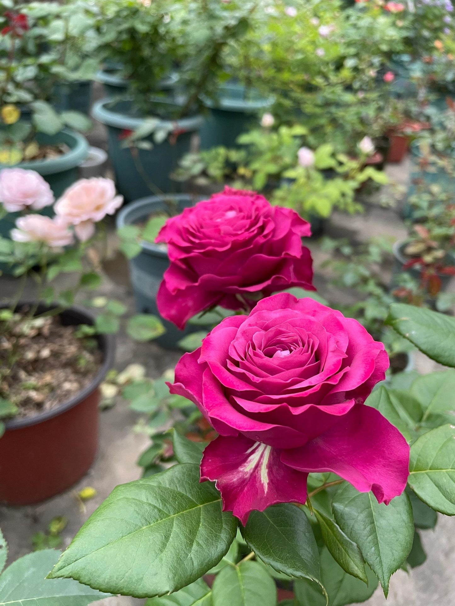 Rose  ' Precious Moments ｜珍贵时刻 '