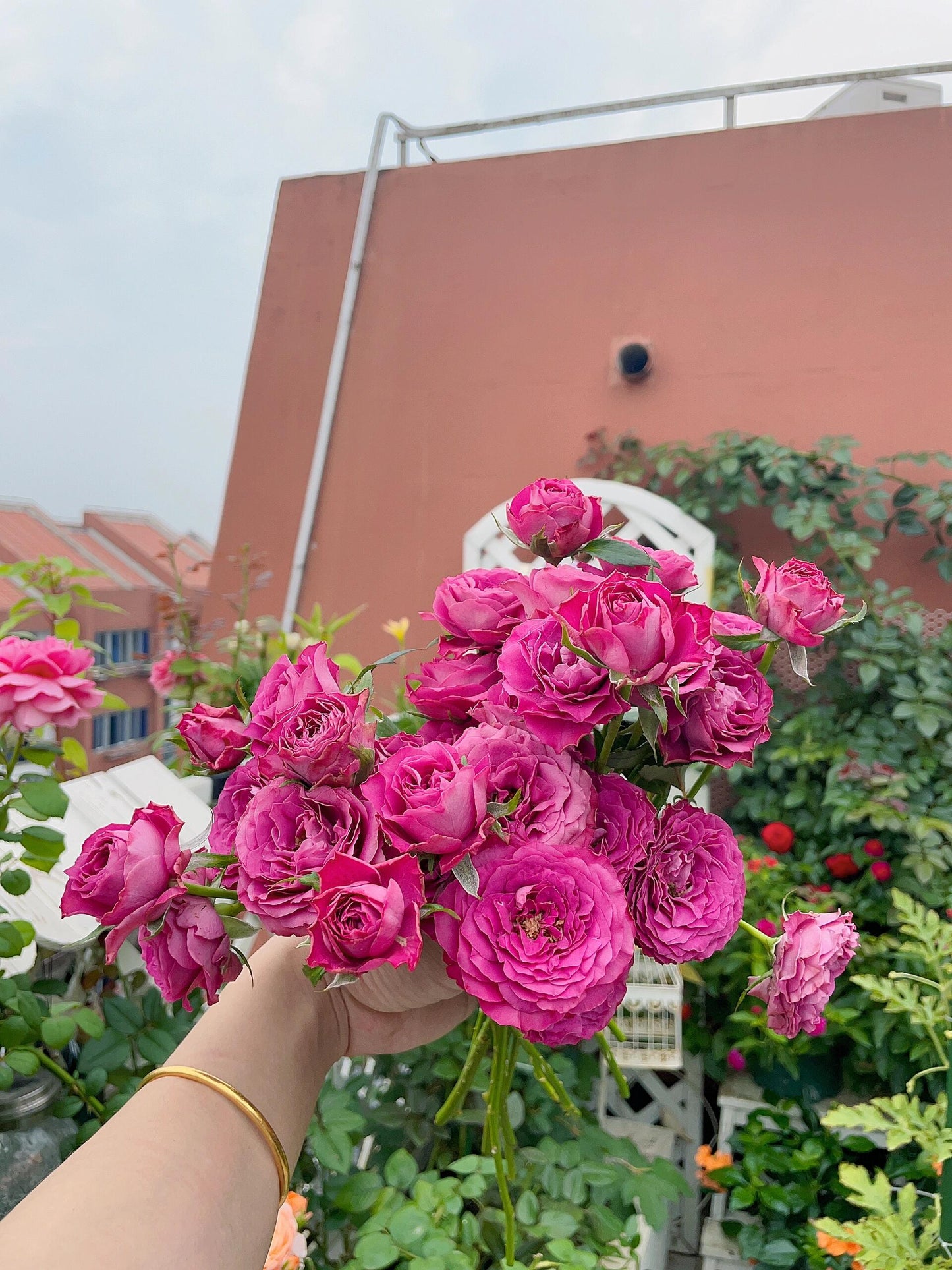 Rose  ' Precious Moments ｜珍贵时刻 '
