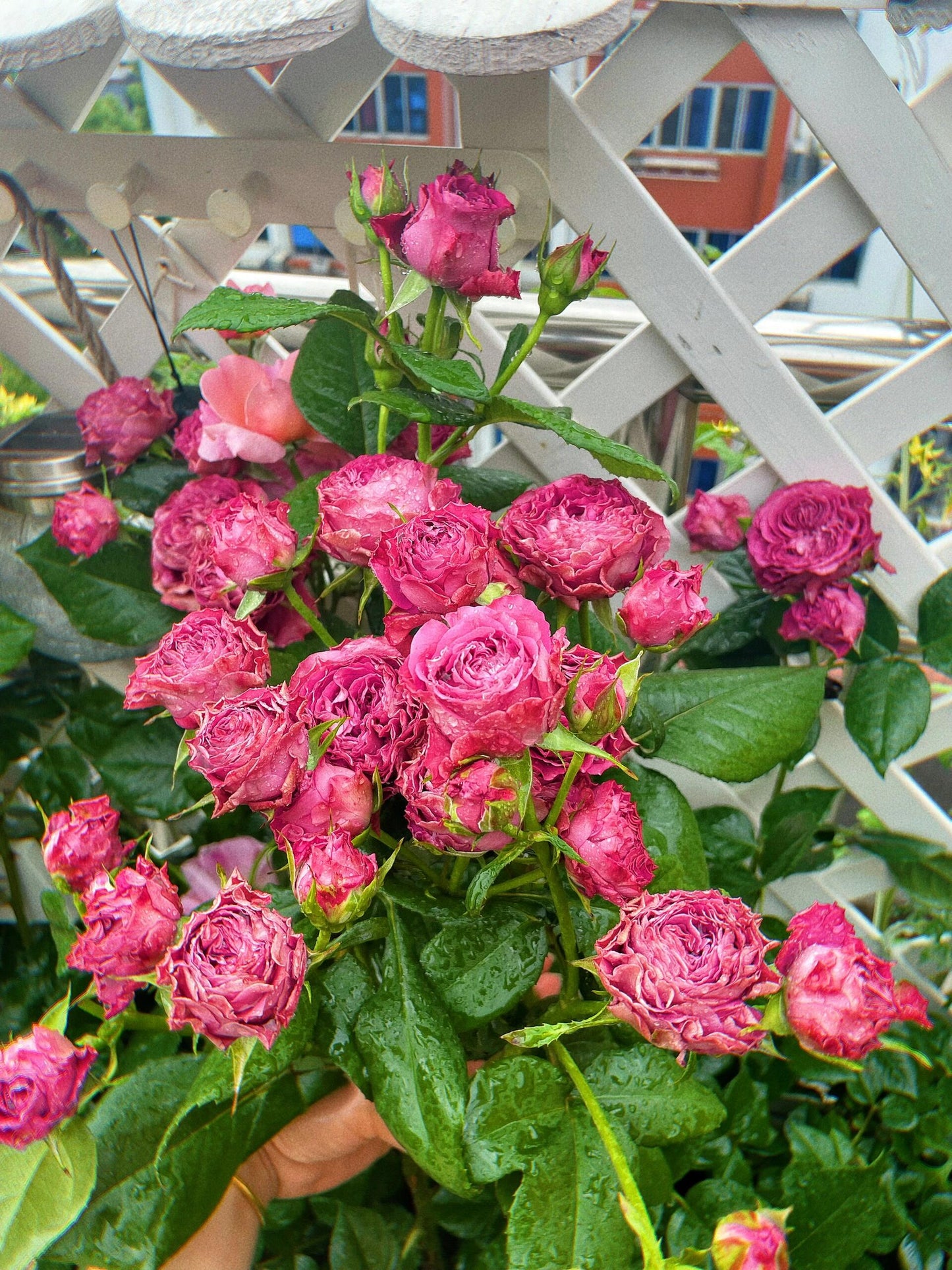 Rose  ' Precious Moments ｜珍贵时刻 '