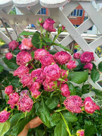 Rose  ' Precious Moments ｜珍贵时刻 '