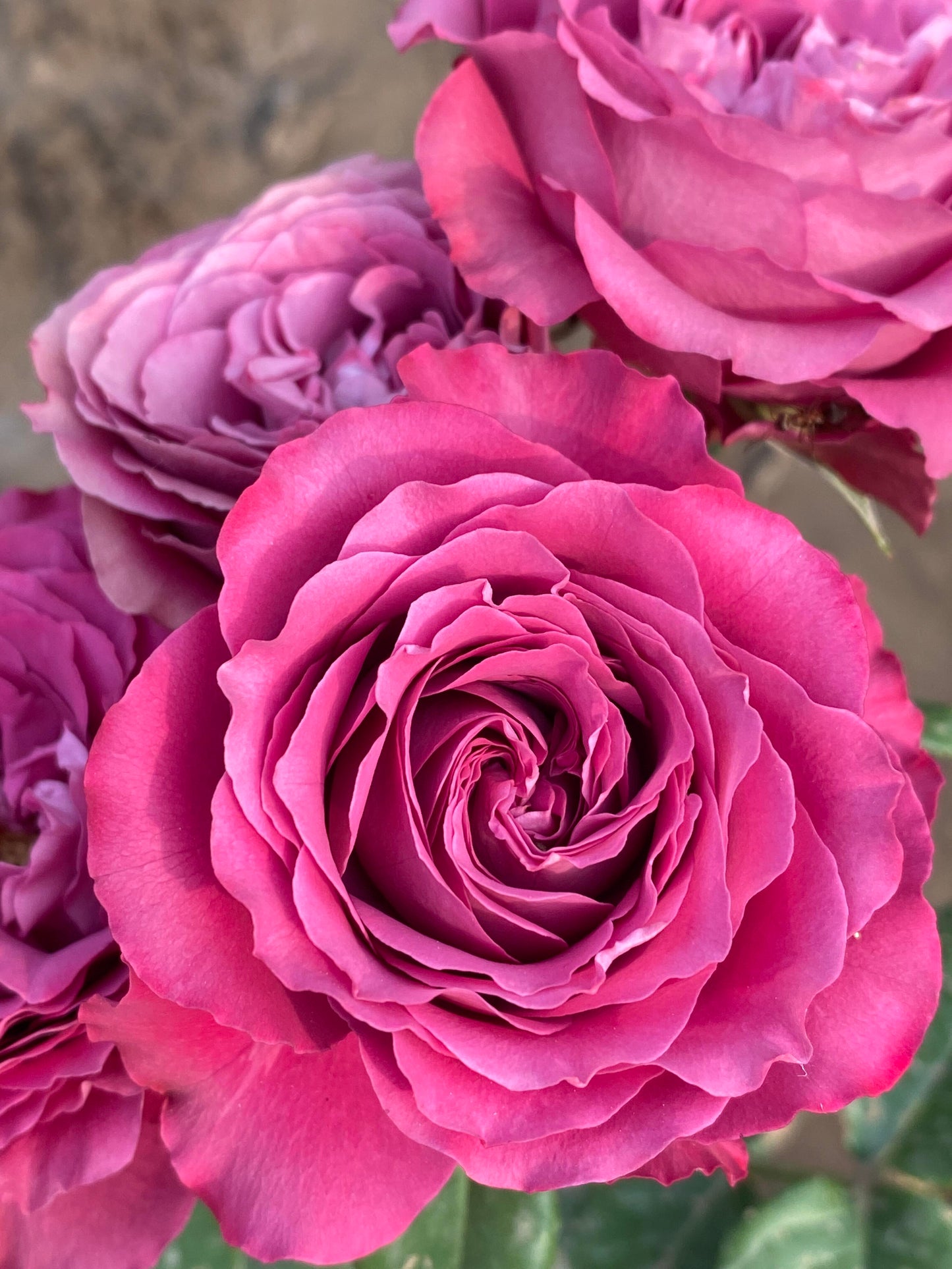 Rose  ' Precious Moments ｜珍贵时刻 '