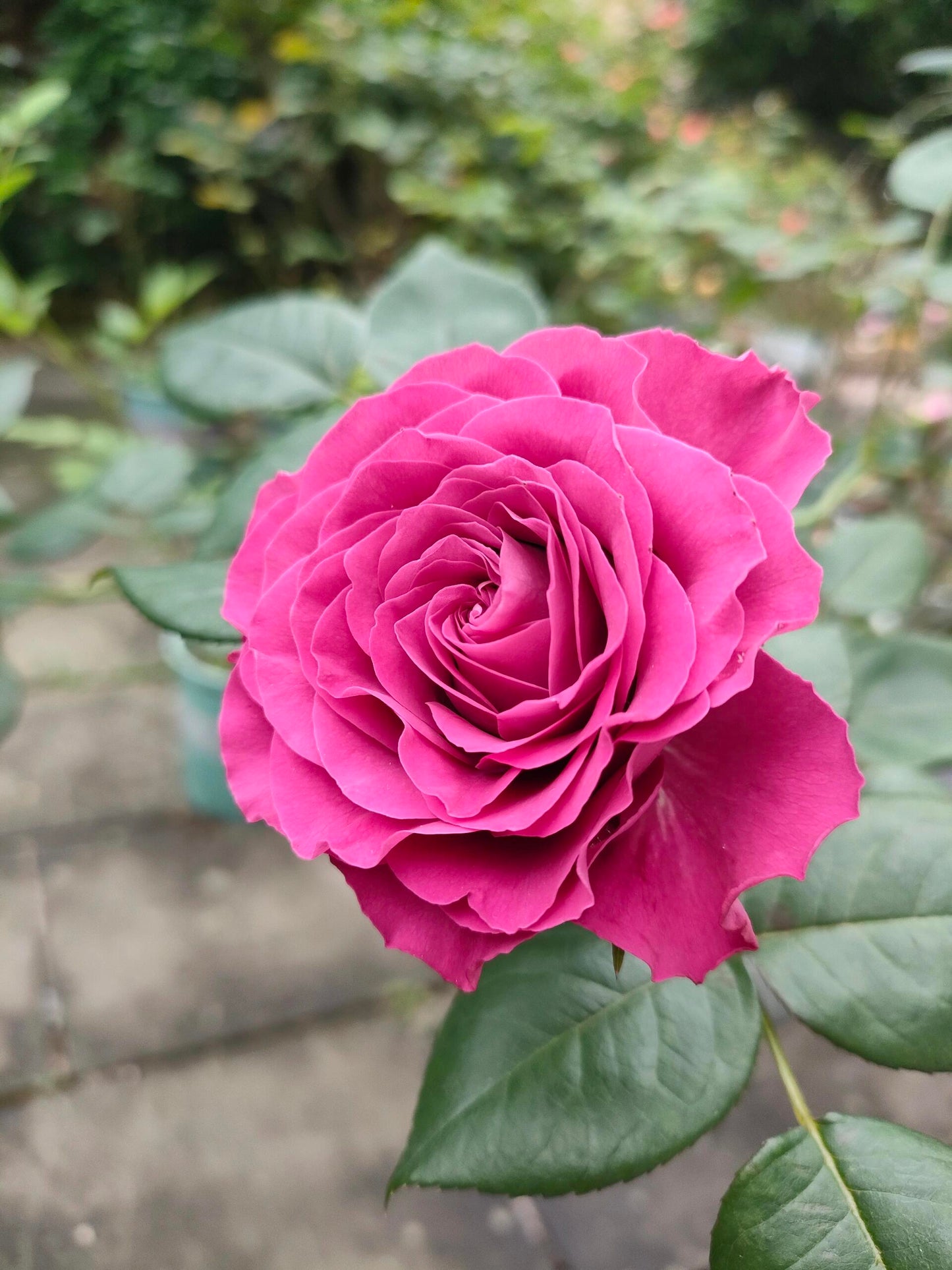 Rose  ' Precious Moments ｜珍贵时刻 '