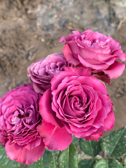 Rose  ' Precious Moments ｜珍贵时刻 '
