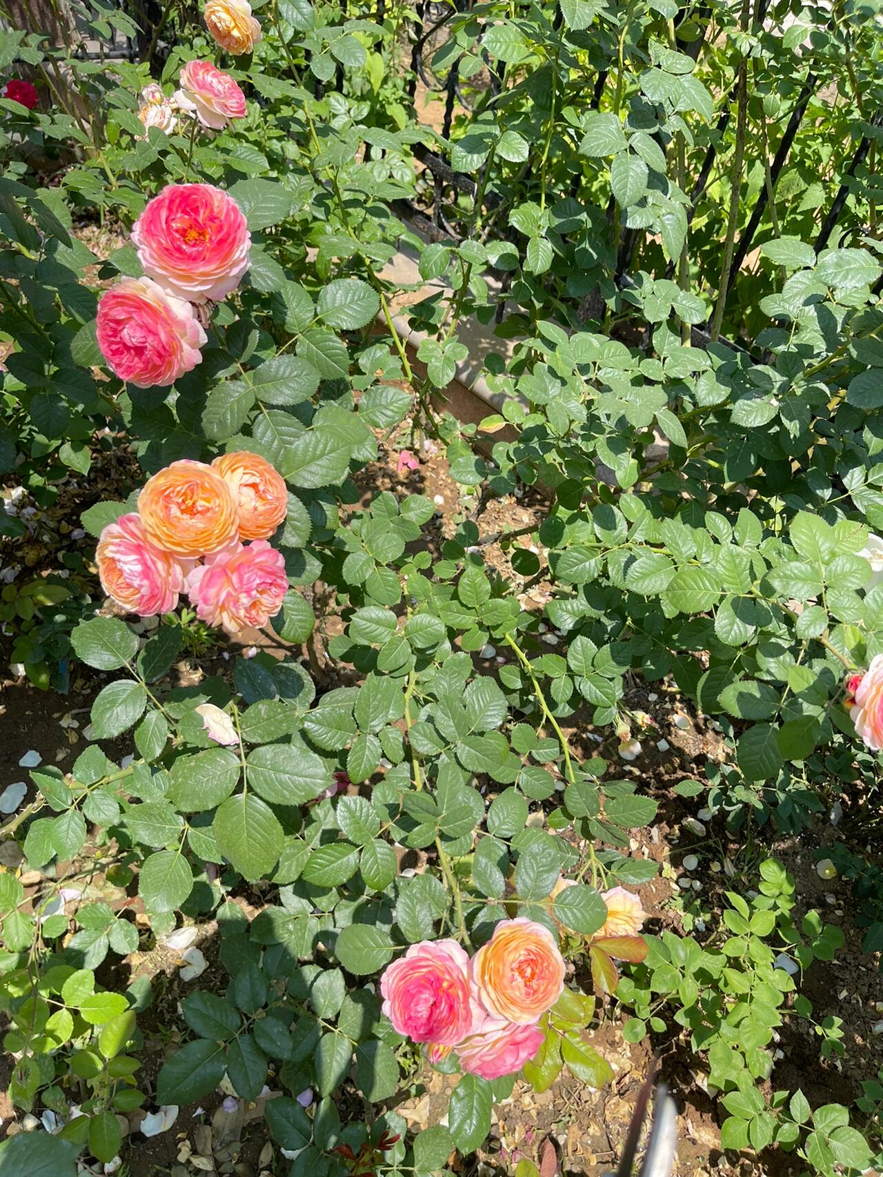 Climbing Rose  ‘ Rosomane Janon | 罗曼尼 詹森 ’