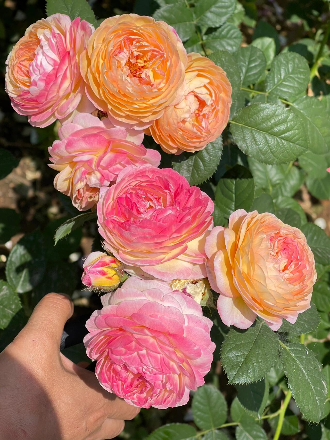 Climbing Rose  ‘ Rosomane Janon | 罗曼尼 詹森 ’